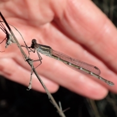 Austrolestes leda (Wandering Ringtail) at Cook, ACT - 5 Jun 2019 by CathB