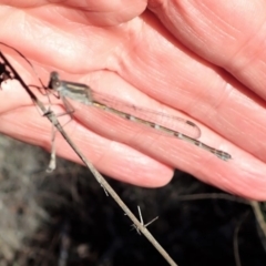 Austrolestes leda at Cook, ACT - 5 Jun 2019