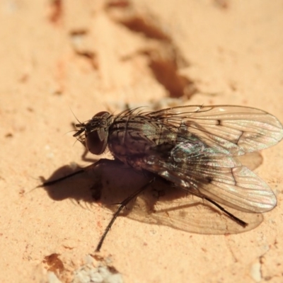 Helina sp. (genus) (Muscid fly) at Cook, ACT - 6 Jun 2019 by CathB