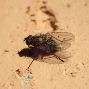 Helina sp. (genus) at Cook, ACT - 6 Jun 2019