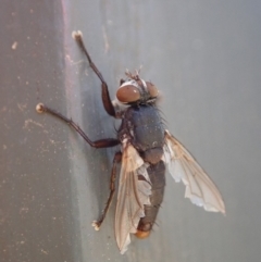 Sarcophagidae sp. (family) (Unidentified flesh fly) at Cook, ACT - 6 Jun 2019 by CathB