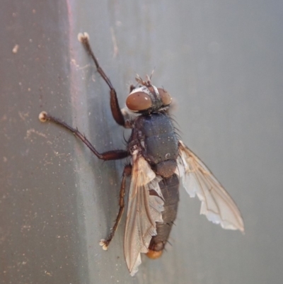 Sarcophagidae (family) (Unidentified flesh fly) at Cook, ACT - 6 Jun 2019 by CathB