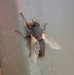 Sarcophagidae (family) at Cook, ACT - 6 Jun 2019 02:28 PM