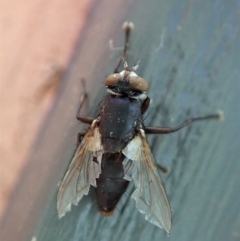 Sarcophagidae (family) at Cook, ACT - 6 Jun 2019 02:28 PM