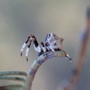 Celaenia excavata at Cook, ACT - 6 Jun 2019 03:01 PM