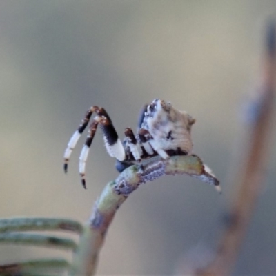 Celaenia excavata (Bird-dropping spider) at Cook, ACT - 6 Jun 2019 by CathB