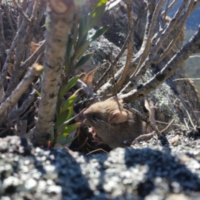 Mus musculus (House Mouse) at Tennent, ACT - 7 Jun 2019 by gisela