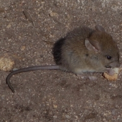 Mus musculus at Tennent, ACT - 7 Jun 2019 01:00 PM