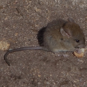 Mus musculus at Tennent, ACT - 7 Jun 2019 01:00 PM