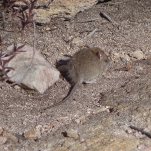 Mus musculus at Tennent, ACT - 7 Jun 2019 01:00 PM