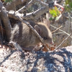 Mus musculus at Tennent, ACT - 7 Jun 2019 01:00 PM