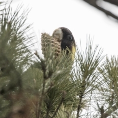 Zanda funerea (Yellow-tailed Black-Cockatoo) at Hawker, ACT - 8 Jun 2019 by Alison Milton