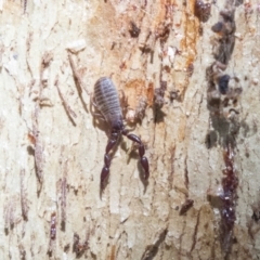 Conicochernes sp. (genus) (Chernetid Pseudoscorpion) at Lake Ginninderra - 6 Jun 2019 by AlisonMilton