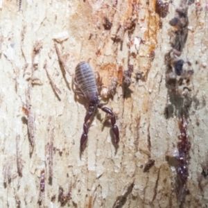 Conicochernes sp. (genus) at Belconnen, ACT - 6 Jun 2019 12:35 PM