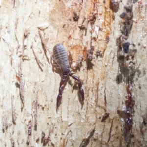 Conicochernes sp. (genus) at Belconnen, ACT - 6 Jun 2019