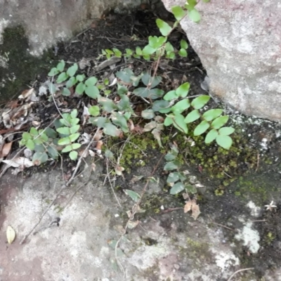 Pellaea calidirupium (Hot Rock Fern) at Yerriyong, NSW - 7 Jun 2015 by plants