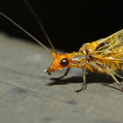 Dictyochrysa fulva (Green Lacewing) at Hackett, ACT - 5 Jun 2019 by TimL