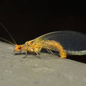 Dictyochrysa fulva at Hackett, ACT - 5 Jun 2019