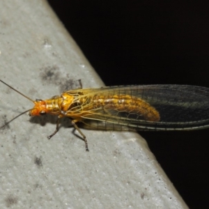 Dictyochrysa fulva at Hackett, ACT - 5 Jun 2019