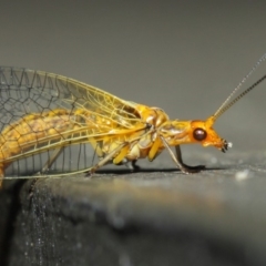 Dictyochrysa fulva at Hackett, ACT - 5 Jun 2019