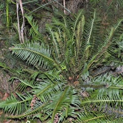 Blechnum nudum (Fishbone Water Fern) at Saint George, NSW - 7 Jun 2019 by plants