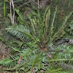 Blechnum nudum (Fishbone water fern) at Saint George, NSW - 6 Jun 2019 by plants