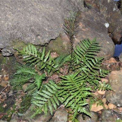 Blechnum minus (Soft Water Fern) at Tianjara, NSW - 7 Jun 2019 by plants