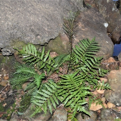 Blechnum minus (Soft Water Fern) at Morton National Park - 6 Jun 2019 by plants