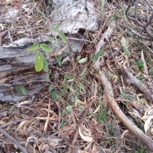 Oxytes brachypoda at Campbell, ACT - 8 Jun 2019