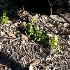 Asparagus asparagoides (Bridal Creeper, Florist's Smilax) at Majura, ACT - 6 Jun 2019 by SilkeSma