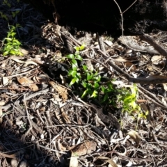 Asparagus asparagoides (Bridal Creeper, Florist's Smilax) at Majura, ACT - 5 Jun 2019 by SilkeSma