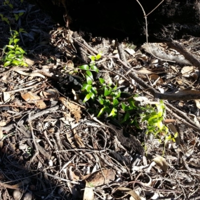 Asparagus asparagoides (Bridal Creeper, Florist's Smilax) at Majura, ACT - 6 Jun 2019 by SilkeSma