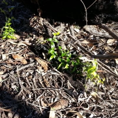 Asparagus asparagoides (Bridal Creeper, Florist's Smilax) at Mount Ainslie - 5 Jun 2019 by SilkeSma