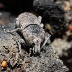 Polyphrades paganus (A weevil) at ANBG - 5 Jun 2019 by TimL