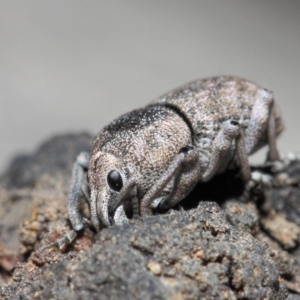 Polyphrades paganus at Acton, ACT - 5 Jun 2019