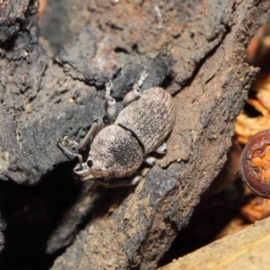 Polyphrades paganus at Acton, ACT - 5 Jun 2019