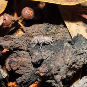 Polyphrades paganus at Acton, ACT - 5 Jun 2019