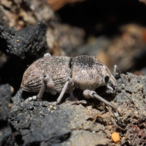 Polyphrades paganus at Acton, ACT - 5 Jun 2019