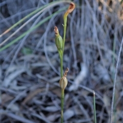 Speculantha rubescens (Blushing Tiny Greenhood) at Mount Painter - 5 Jun 2019 by CathB