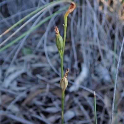 Speculantha rubescens (Blushing Tiny Greenhood) at Cook, ACT - 5 Jun 2019 by CathB
