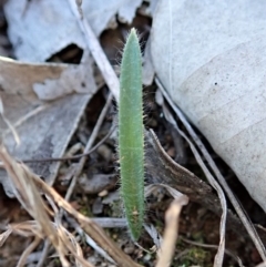 Caladenia atrovespa (Green-comb Spider Orchid) at Cook, ACT - 5 Jun 2019 by CathB