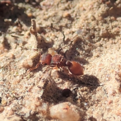 Meranoplus sp. (genus) (Shield Ant) at Mount Painter - 7 Jun 2019 by CathB