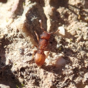 Meranoplus sp. (genus) at Cook, ACT - 7 Jun 2019 02:16 PM