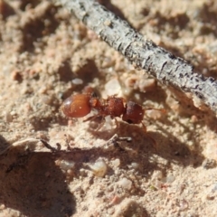 Meranoplus sp. (genus) at Cook, ACT - 7 Jun 2019