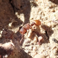 Meranoplus sp. (genus) at Cook, ACT - 7 Jun 2019 02:16 PM