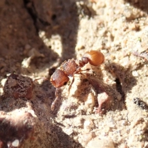 Meranoplus sp. (genus) at Cook, ACT - 7 Jun 2019 02:16 PM