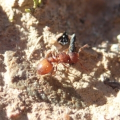 Meranoplus sp. (genus) at Cook, ACT - 7 Jun 2019 02:16 PM