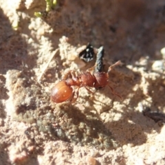 Meranoplus sp. (genus) at Cook, ACT - 7 Jun 2019