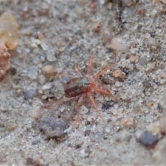 Anystidae (family) (Unidentified anystid mite) at Cook, ACT - 6 Jun 2019 by CathB