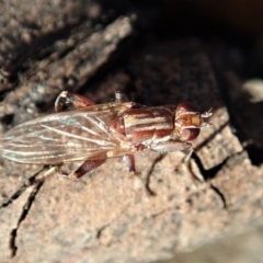 Tapeigaster sp. (genus) (Fungus fly, Heteromyzid fly) at Mount Painter - 7 Jun 2019 by CathB